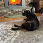 Un Mountain Cur allongé sur un tapis et portant un collier autour du cou
