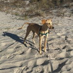 Un Mountain Cur sur une surface sableuse et qui est tenu en laisse 