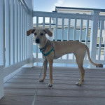 Un Mountain Cur sur un plancher et qui est tenu en laisse 