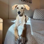 Un Mountain Cur allongé sur un canapé et semblant détendu 