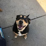 Un Mountain Cur assis sur une surface bétonnée et ayant la gueule légèrement ouverte 
