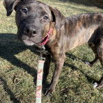 Un Mountain Cur sur un terrain herbeux et qui est tenu en laisse 