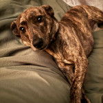 Un Mountain Cur allongé et portant un collier autour du cou