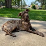 Un Mountain Cur sur une surface bétonnée et portant un collier autour du cou