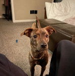 Un Mountain Cur sur un canapé et portant un collier autour du cou