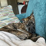 Un Mountain Cur allongé sur un canapé et semblant dormir 