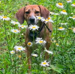 Un Mountain Cur sur une surface herbacée et portant un harnais 