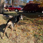 Un Mountain Cur sur terrain herbeux et regardant vers la caméra