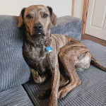 Un Mountain Cur assis sur un canapé et portant un collier autour du cou