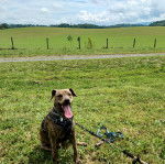 Un Mountain Cur tirant la langue et qui est tenu en laisse 