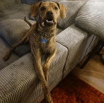 Un Mountain Cur allongé sur un canapé et portant un collier autour du cou