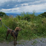 Un Mountain Cur sur une surface herbacée et qui est tenu en laisse