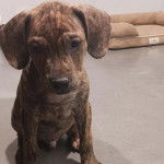 Un chiot Mountain Cur assis sur une surface bétonnée et regardant vers la caméra 