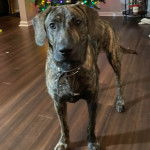 Un Mountain Cur sur un plancher et portant un collier autour du cou