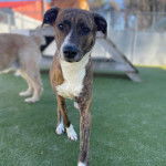 Un Mountain Cur marchant sur du gazon synthétique et semblant détendu 