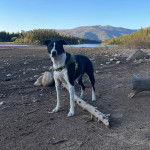 Un Mountain Cur sur une surface sableuse et portant un harnais 
