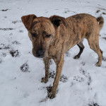 Un Mountain Cur sur une surface enneigée 