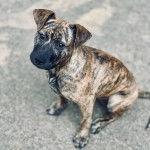 Un chiot Mountain Cur regardant vers la caméra 