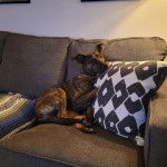 Un Mountain Cur assis sur un canapé et portant un collier autour du cou