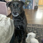 Un Mountain Cur assis sur un tapis et semblant détendu 