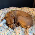Un Mountain Cur allongé dans un panier et portant un collier autour du cou