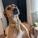 Un Mountain Cur portant un collier autour du cou