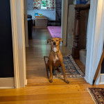 Un Mountain Cur assis sur un tapis et portant un collier autour du cou