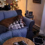 Un Mountain Cur allongé sur un canapé et regardant vers la caméra