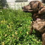 Un Montain Cur assis sur une surface herbacée et portant un collier autour du cou