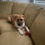 Un Montain Cur allongé sur un canapé et regardant vers la caméra 