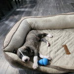 Un chiot Montain Cur allongé dans un panier et regardant vers la caméra 