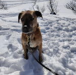 Un Montain Cur assis sur une surface enneigée et qui est tenu en laisse 
