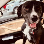 Un Montain Cur assis sur le siège d'une voiture et portant un collier autour du cou