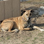 Un Montain Cur allongé sur une surface herbacée et portant un collier autour du cou 