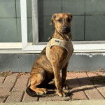 Un Montain Cur assis sur un sol pavé et portant un harnais 