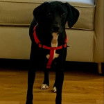 Un Montain Cur sur un plancher et portant un harnais 