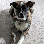 Un Montain Cur allongé sur une moquette et portant un collier autour du cou