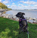 Un Montain Cur assis sur une surface herbacée et qui est tenu en laisse 
