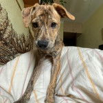 Un Montain Cur allongé et regardant vers la caméra 