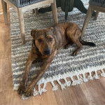 Un Montain Cur allongé sur une moquette et portant un collier autour du cou