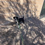 Un Montain Cur sur des gravillons et qui est tenu en laisse 