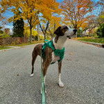 Un Montain Cur sur une route et qui est tenu en laisse 