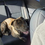 Un Montain Cur allongé sur le siège d'une voiture et ayant la gueule ouverte 