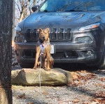 Un Montain Cur sur une pierre et qui est tenu en laisse 