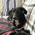 Un Montain Cur allongé sur un canapé et portant un harnais 