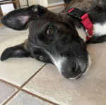 Un Montain Cur allongé sur un col carrelé et portant un collier autour du cou