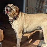 Un Montain Cur sur un plancher et portant un collier autour du cou