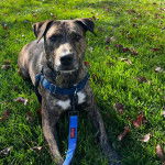 Un Montain Cur allongé sur un terrain herbeux et qui est tenu en laisse 