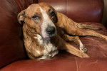 Un Montain Cur allongé sur un canapé et semblant détendu 