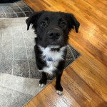 Un Montain Cur assis sur un tapis et portant un collier autour du cou